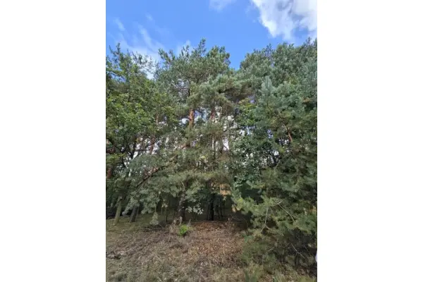 tarnogórski, Ożarowice, Działka na sprzedaż